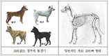 경주개 동경이 꼬리없는 이유는 뭘까?