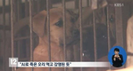 개에서 AI 바이러스 검출…인체감염 가능성 희박