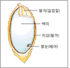 쌀겨 추출물, 비만 억제에 효과 있다