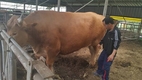 제주서 도체중 779kg 1++등급 슈퍼 한우 출현