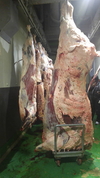 제주서 도체중 779kg 1++등급 슈퍼 한우 출현