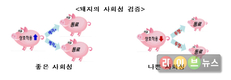 사회성 뛰어난 돼지가 생산성 더 높다