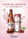 벚꽃 닮은 분홍빛 맥주