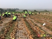농우바이오,  전남 무안 양파 재배농가 수확 봉사