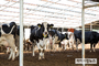 ‘우유’에 숨겨진 비밀…낙농산업이 가진 본질적인 특수성