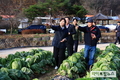 농식품부 “김장용 배추 도·소매 가격 평년 수준 안정”