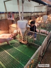 본격 한파 시작…겨울철 가축 건강관리 중점 포인트