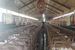 경기 양주 양돈농장서 아프리카돼지열병 발생…올들어 세 번째