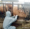 정읍시, 구제역 유입 차단 총력…긴급 백신 접종·24시간 방역 대응