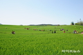고창군, 제22회 고창청보리밭 축제...개막 준비 한창