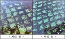 김 양식장 현장에서 '붉은갯병' 방제 효과가 있는 ‘갯병킬러’ 출시