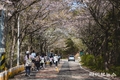 인천관광공사, 봄을 다시 만난 장봉도… '벚꽃러닝' 성료