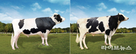 농진청, 젖소 한국형 보증씨수소 2두 선발