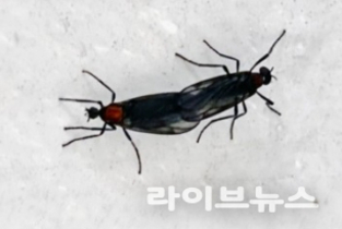 수도권 뒤덮은 ‘러브버그’, 7월 초 대부분 활동 종료될 듯