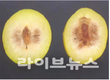 만생종 자두, 지속되는 폭염에 생리장해 우려…철저한 관리 당부