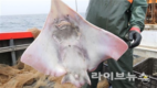 대청도 바다에서 잡은 홍어, 유튜브로 만난다