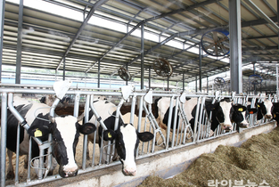 DNA 정보로 우수한 젖소 더 빠르게 찾아낸다…개량 속도 4년 앞당겨