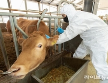 전국 가축방역관 인력난 심각…적정인원 40.6 부족