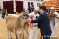 농진청, 2025 한국홀스타인품평회서 저지종 젖소 수상