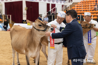 농진청, 2025 한국홀스타인품평회서 저지종 젖소 수상