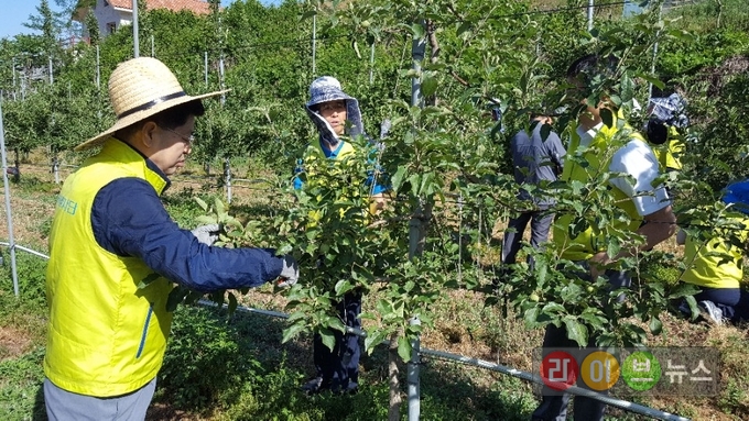 6월 2일 채원봉 농협중앙회 조합감사위원장과 조합감사위원회사무처 직원 30여 명은 극심함 가뭄 및 일손부족으로 어려움을 겪고 있는 강원도 춘천시 동내면 과수 농가를 방문해 적과작업을 하며 일손돕기를 펼치고 있다.