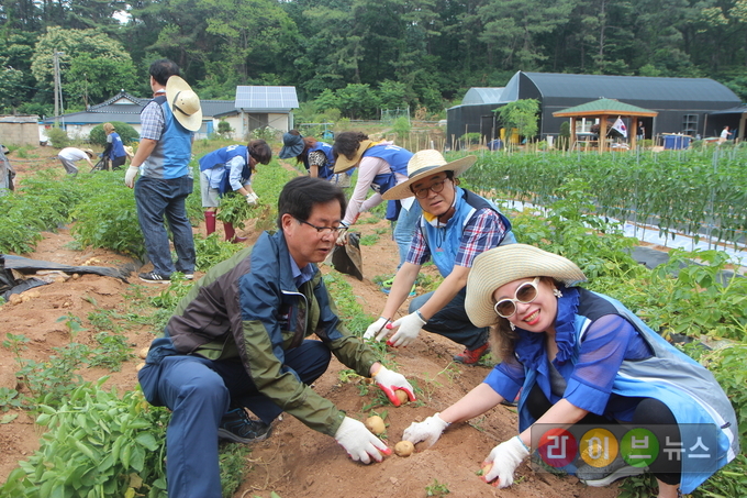 21일 경기 고양 불미지마을에서 농협 도농협동연수원 권갑하 원장과 연수원 직원들이 YWCA 임원들과 함께 가뭄 극복을 위한 농촌일손돕기를 펼치치고 있다.