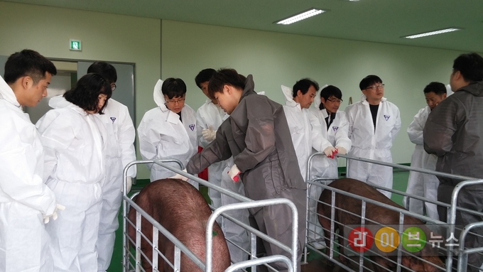 돼지 도체 등지방두께 초음파 측정 장면