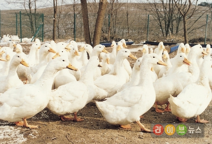 백색북경오리