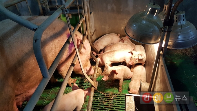 젖먹이 돼지는 보온등으로 적정 온도를 유지하는게 가장 중요하다.