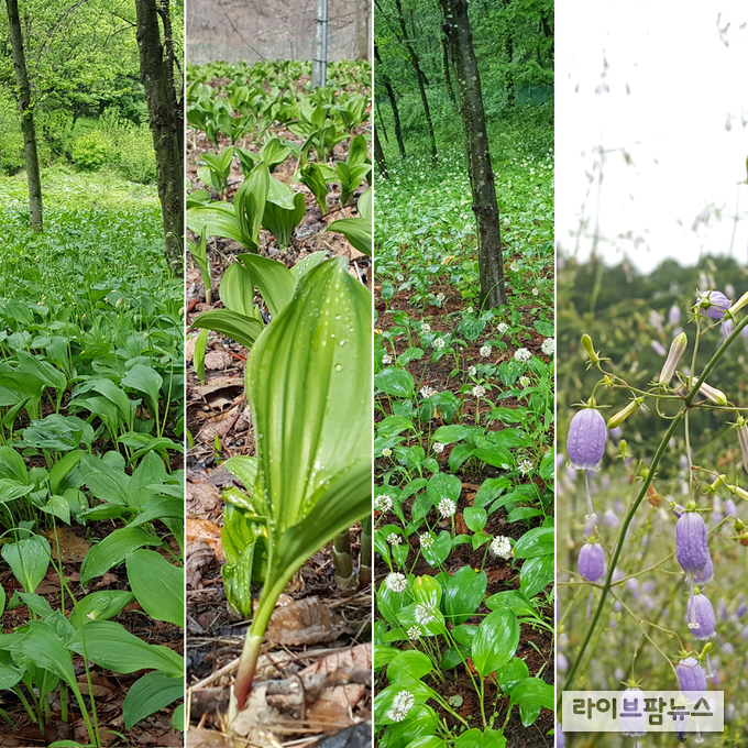 국립산림과학원은 산채·산약초류의 재배기술을 한눈에 알기 쉽게 정리한 ‘산채·산약초 재배기술’ 연구자료를 발간했다.