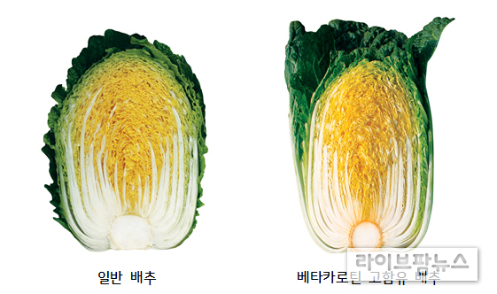 일반 배추에 비해 베타카로틴(β-Carotene) 성분이 높은 배추품종이 개발돼 국내 소비촉진은 물론 해외 신선 채소류시장 진출에 청신호가 커졌다.