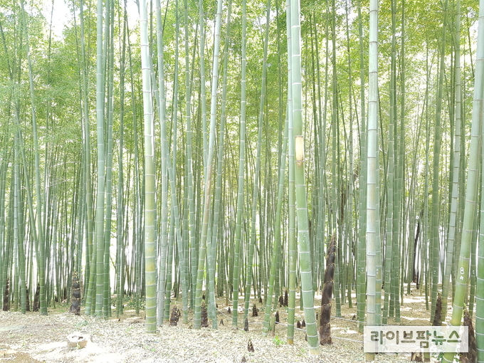 대나무 숲 1ha(6,200본)에서 연간 33.5톤의 이산화탄소를 흡수한다. 이는 대나무 920그루서 4인 가족 연간 이산화탄소 배출량을 상쇄하는 효과다.