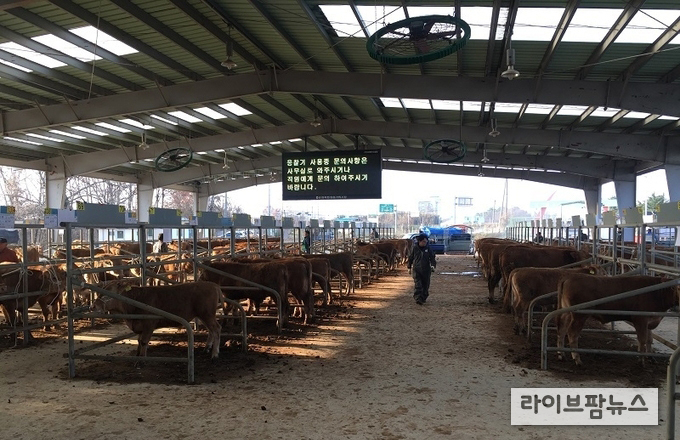 지난달 26일 축산법 개정으로 오는 11월 27일부터는 현행 지역축산업협동조합 외에 농협법에 따른 축산업 품목조합과 축산을 주된 목적으로 하는 비영리법인도 가축시장을 개설할 수 있게 됐다.