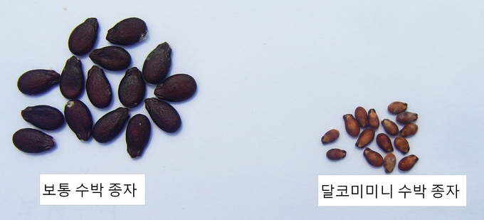 달코미미니 수박 종자 보통 수박과 비교