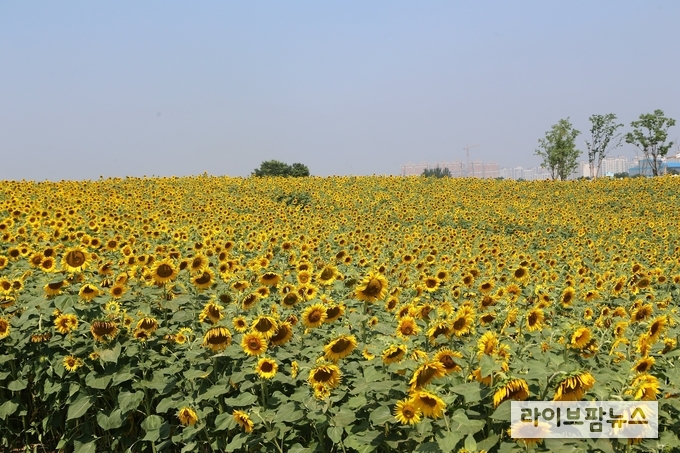 수도권 힐링 명소인 농협 안성팜랜드에서는 SUMMER FLOWER 행사가 한창 진행중이다. 아름다운 자태를 뽐내는 백합과 보랏빛으로 이국적 풍경을 자아내는 라벤더 등이 만발한 안성팜랜드에서 사람과의 거리두기를 실천하며 힐링을 해보는 건 어떨까? 사진은 2019년 팜랜드 해바라기 개화 모습. 올해 해바라기는 7월 중 개화할 것으로보인다.
