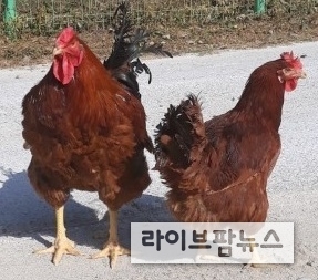 토종닭과 일반 육계의 육질 분석 결과, 토종닭이 맛(풍미)과 건강에 이로운 영양 성분을 더 많은 것으로 나타났다. 사진은 토종닭 모습.