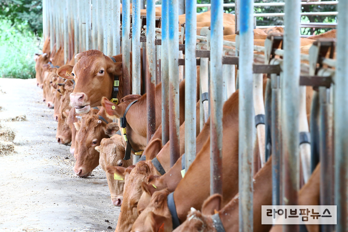 농림축산식품부는 지난 해 특별방역대책 기간 중에 처음으로 시행된 이후에 분뇨 이동제한 조치 효과가 크다는 민간전문가 평가 등을 고려해 올해에는 11월부터 내년 2월말까지 소·돼지 분뇨에 대해 권역 밖으로의 이동을 제한하는 조치를 시행한다.