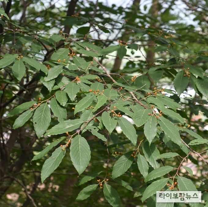 망개나무 잎 추출물에서 염증억제 효과가 있는 것으로 확인됐다. 본초강목(本草綱目)에 따르면 망개나무는 해독작용 및 간경변 등의 질병에 효능이 있다고 하였으며, 최근 연구에서는 망개나무의 항암, 항비만, 비알코올성 지방간 개선 효과 등 다양한 기능성 연구가 보고되고 있다.