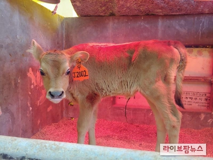 잘 관리된 격리 우사 내 송아지.
