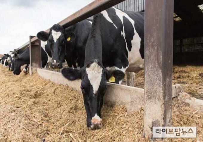 영국에서 새로운 요네병 검사방법이 개발돼 관심을 모으고 있다.