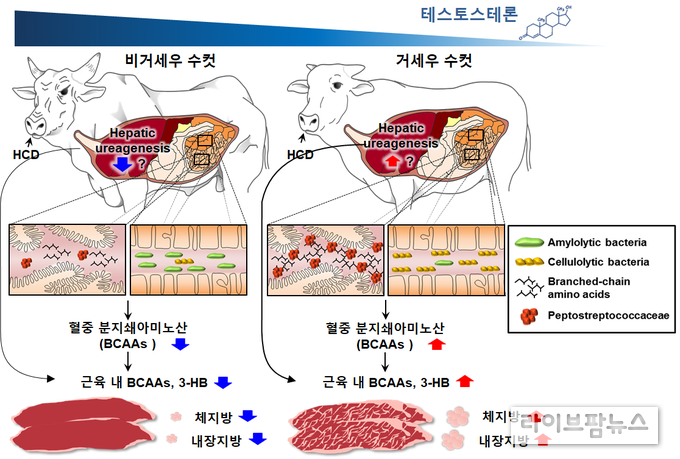 근육내 지방 저장 증가 모델