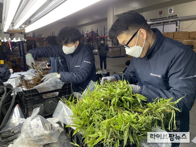 수입 묘목류 검역 현장 모습.