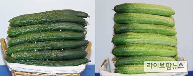 사진 왼쪽부터 취청오이, 백다다기오이.