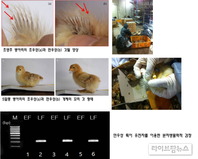 조우성과 만우성 병아리 식별 방법으로 암수를 구분한다. 우선 발생 병아리 깃털의 주익우와 부익우 형태로 조만성 식별하고, 5일령 병아리의 꼬리 깃으로 조만성을 식별, 만우성 유전자를 이용한 분자 생물학적 기법으로 조만성을 식별한다. 조우성과 만우성은 닭의 깃털 발육 속도가 빠르고 느린 특성을 말하며 반성유전 형질이다.