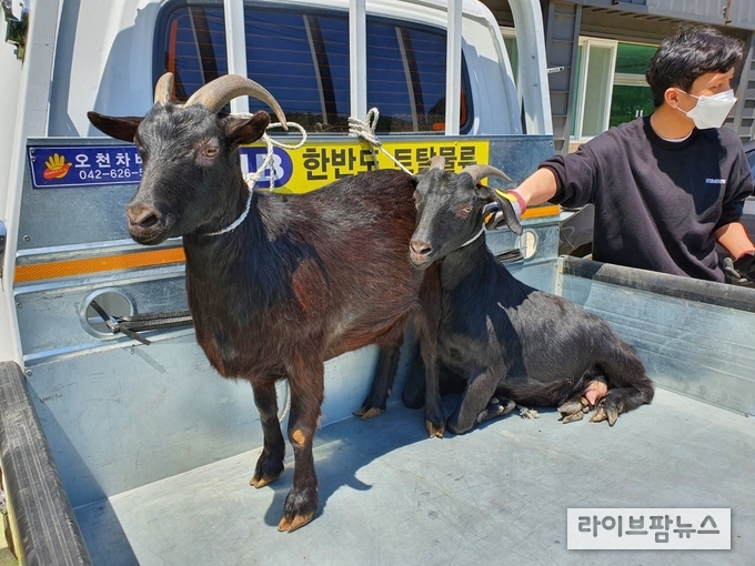 들얼농장의 흑염소로 2년여 동안 고섬유소하농발표펠렛과 배합사료만으로 사육되어 도축되기 전 모습