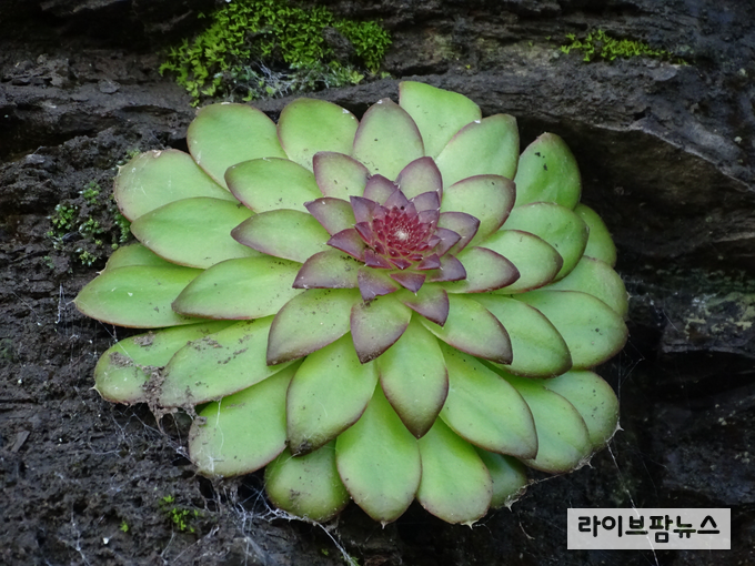 국립산림과학원은 사람의 접근이 어려운 진주 남강 주변 절벽에서 지리산과 경남 진주에서만 자라는 특산식물 진주바위솔을 발견했다.