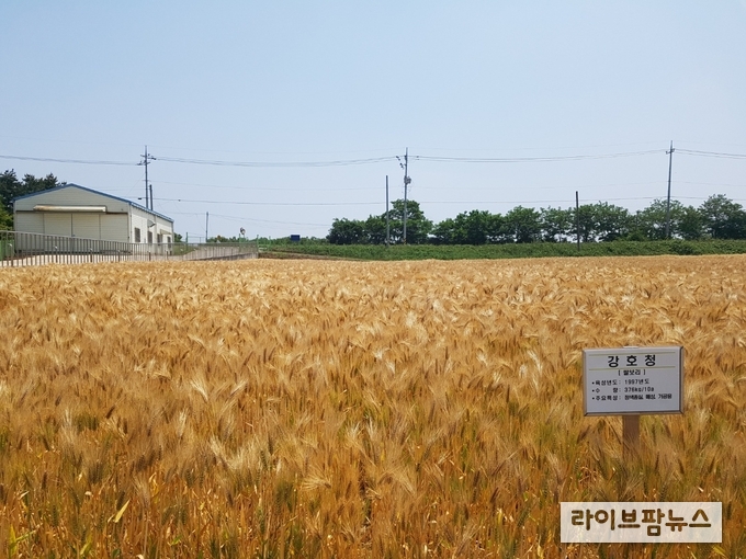 농업기술실용화재단은 13일부터 종자광장 홈페이지에서 맥류 종자 개별신청을 받는다.