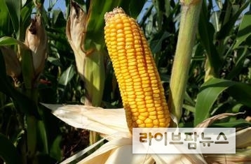국산 사료용 옥수수 종자 광평옥.