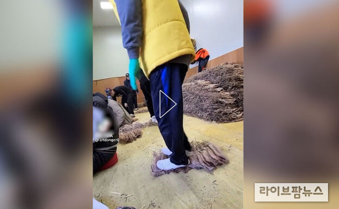 식품의약품안전처는 최근 SNS에 확산된 ‘건조 오징어의 비위생적 취급 동영상’과 관련해 지난 9일에 해당 업체에 대한 현장 조사를 실시한 결과, ‘식품위생법’ 위반행위를 적발하고 해당 비위생적 취급·생산 건조오징어를 전량 회수 조치했다.<사진: SBS뉴스 캡쳐>