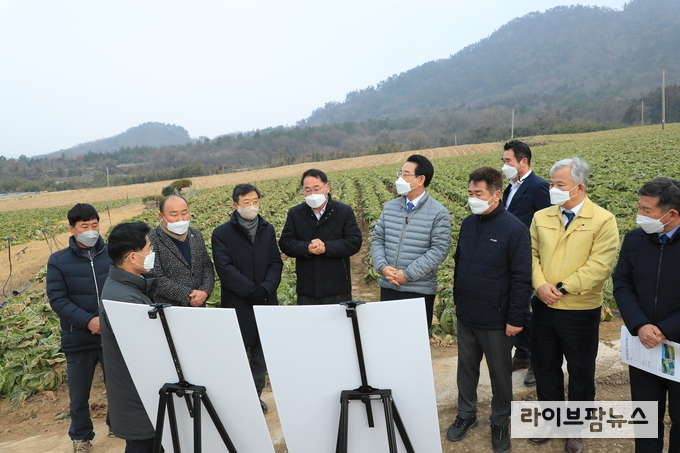 김종훈 농림축산식품부 차관은 26일 전남 해남군 겨울 배추밭을 방문하여 배추 작황을 점검했다.